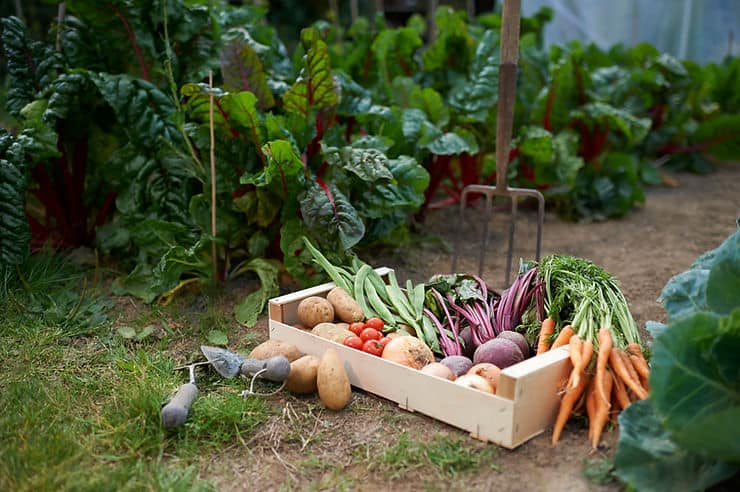 Freshly harvested vegetables including carrots, potatoes, tomatoes, and greens in a wooden crate, surrounded by lush garden foliage, illustrating the importance of plant-based foods and fiber for gut health.